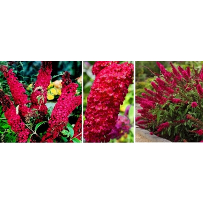 Budleja NA PNIU czerwona ROYAL RED  sadzonki - rarytas o unikalnym kolorze